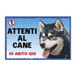 CARTEL ALASKAN MALAMUTE